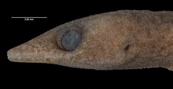 Media type: image;   Herpetology R-57839